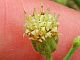 Photograph of flower of Baccharis brachyphylla