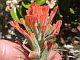 Photograph of flower of Castilleja foliolosa