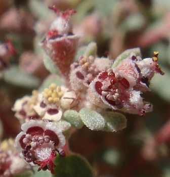 Photograph of flower of Chamaesyce melanadenia