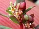 Photograph of flower of Chamaesyce serpyllifolia ssp. serpyllifolia