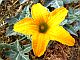 Photograph of flower of Cucurbita palmata