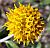 Photograph of flower of Encelia frutescens