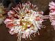Photograph of flower of Eriogonum saxatile