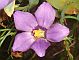 Photograph of flower of Eustoma exaltatum ssp. exaltatum