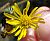 Photograph of flower of Heterotheca grandiflora