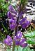Photograph of flower of Lupinus arizonicus