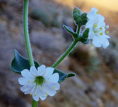 Photograph of flower of Mirabilis bigelovii var. retrorsa