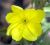 Photograph of flower of Oenothera elata ssp. hirsutissima