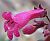 Photograph of flower of Penstemon clevelandii var. connatus