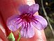 Photograph of flower of Penstemon thurberi