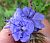 Photograph of flower of Phacelia distans