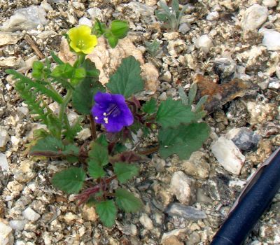 Photograph of Phacelia minor, wild Canterbury bells; and Emmenanthe penduliflora, whispering bells