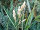 Photograph of flower of Phragmites australis