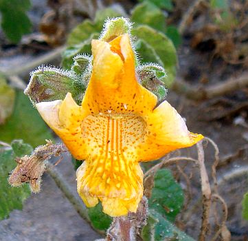 Photograph of flower of Proboscidea althaeifolia