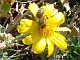 Photograph of flower of Senecio flaccidus var. douglasii