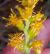 Photograph of flower of Solidago californica