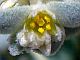 Photograph of flower of Tidestromia suffruticosa var. oblongifolia