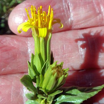 Photograph of flower of Trixis californica