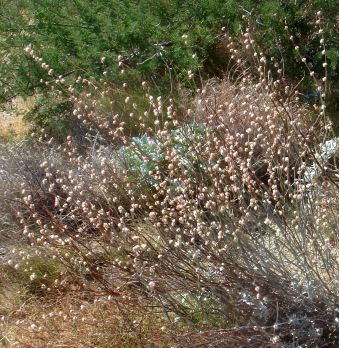 Photograph of Eriogonum elongatum