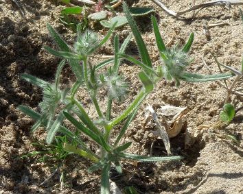 photograph of plant of <I>C. barbigera</I> var. <I>barbigera</I>