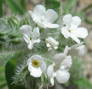 photograph of plant of <I>C. barbigera</I> var. <I>fergusoniae</I>