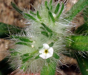 photograph of plant of <I>C. barbigera</I> var. <I>barbigera</I>