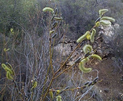 Arroyo Willow Closeup of Flowering Parts