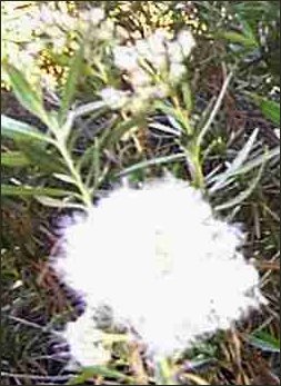 Mule Fat Female Flower in Seed