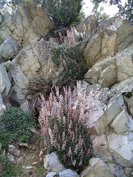 alumroot habit