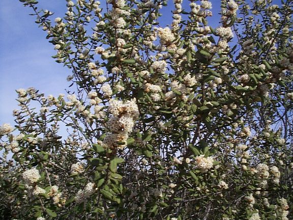 Hoaryleaf Ceanothus Closeup
