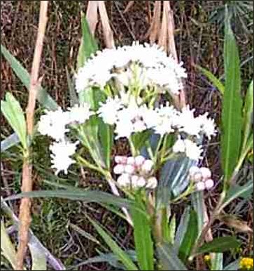 Mule Fat Male Flower