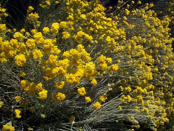 Rabbitbrush at  Blue Ridge Summit