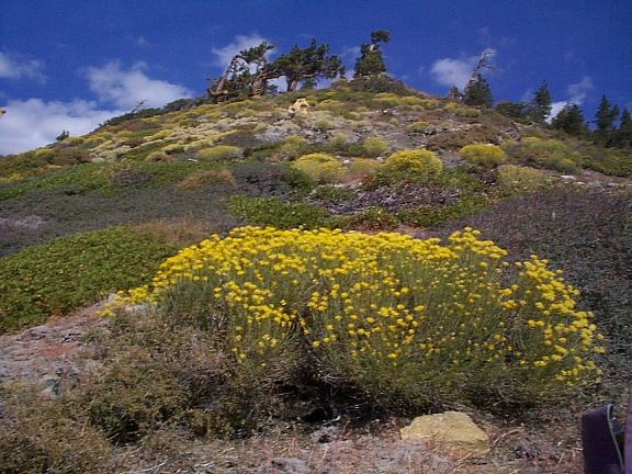 Rabbitbrush on Pine Mountain