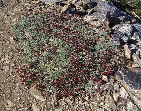 Red-flowered Buckwheat, Mt. Islip