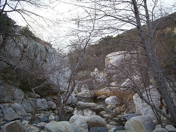 White alder in winter