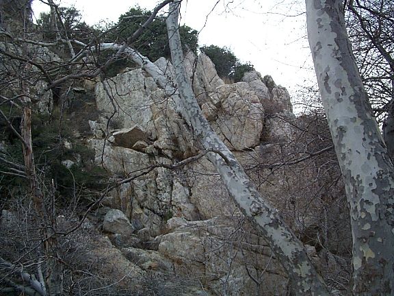 California sycamore in winter