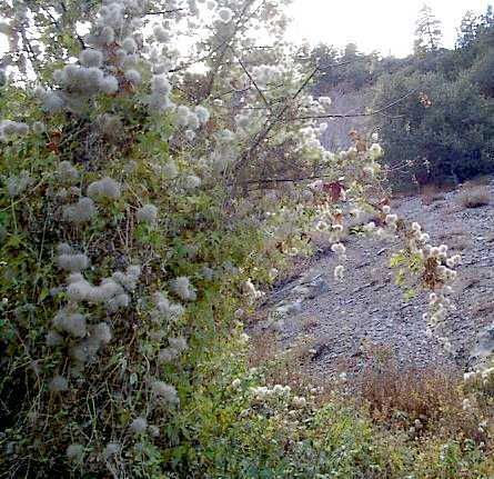 Virgin's Bower along Manzanita Trail