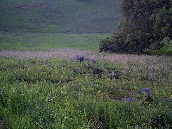 Field of Fringe-pod