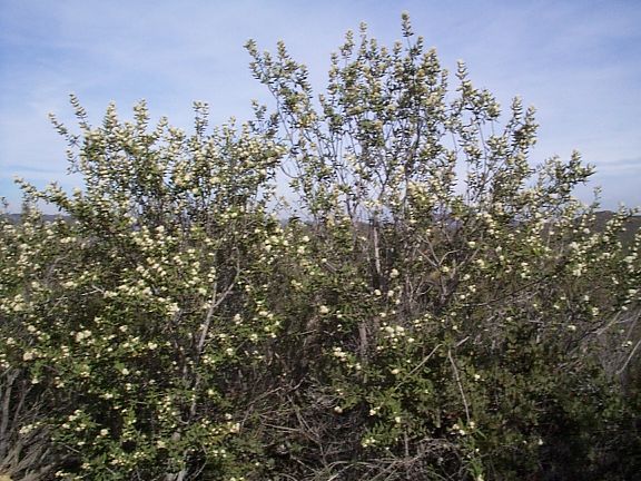 Hoaryleaf Ceanothus Habit