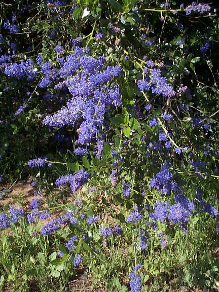 Lakeside Ceanothus Closeup