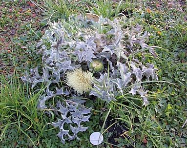 Elk Thistle
