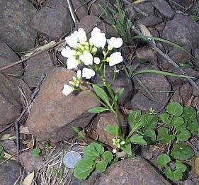 Milkmaids Closeup