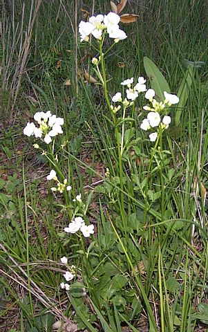 Milkmaids Habit