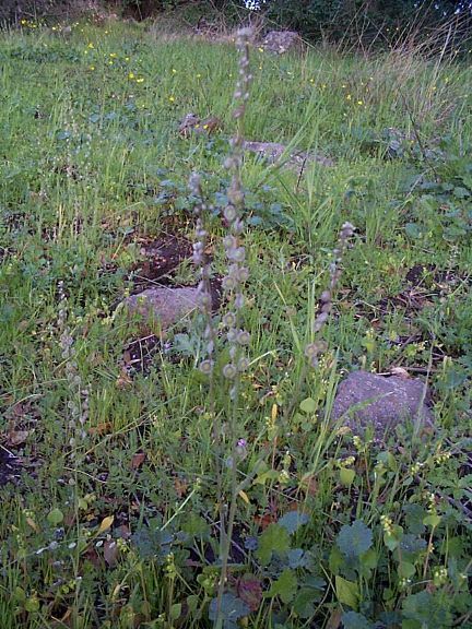 Fringe-pod in Seed