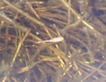 pix of mutant colored fairy shrimp