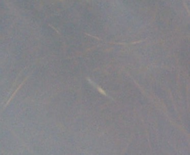 pix of normal fairy shrimp with eggs