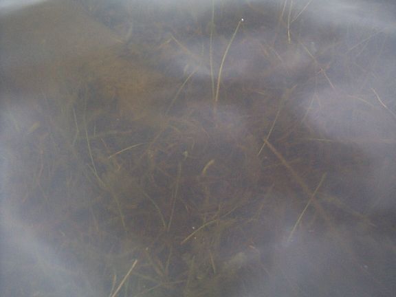 unenhanced pix of normal fairy shrimp