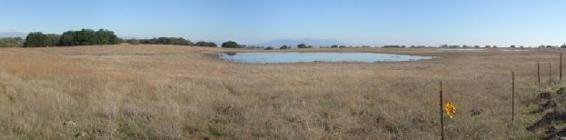 small vernal pool next to vp trailhead at srp